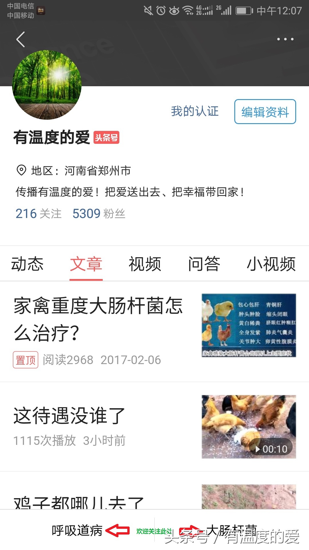 鸽子每次都有一个无精蛋,鸽子无精蛋增多怎么回事