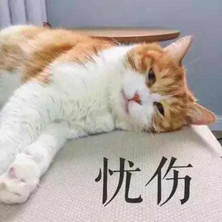 感觉自己养了一只猫是假猫 (你会觉得自己养了一只假猫吗)