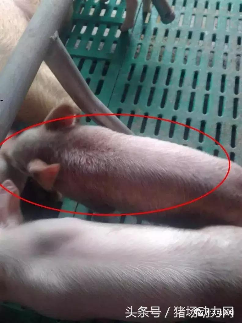 仔猪身上破溃结痂是什么病,母猪得了乳房炎怎么治疗