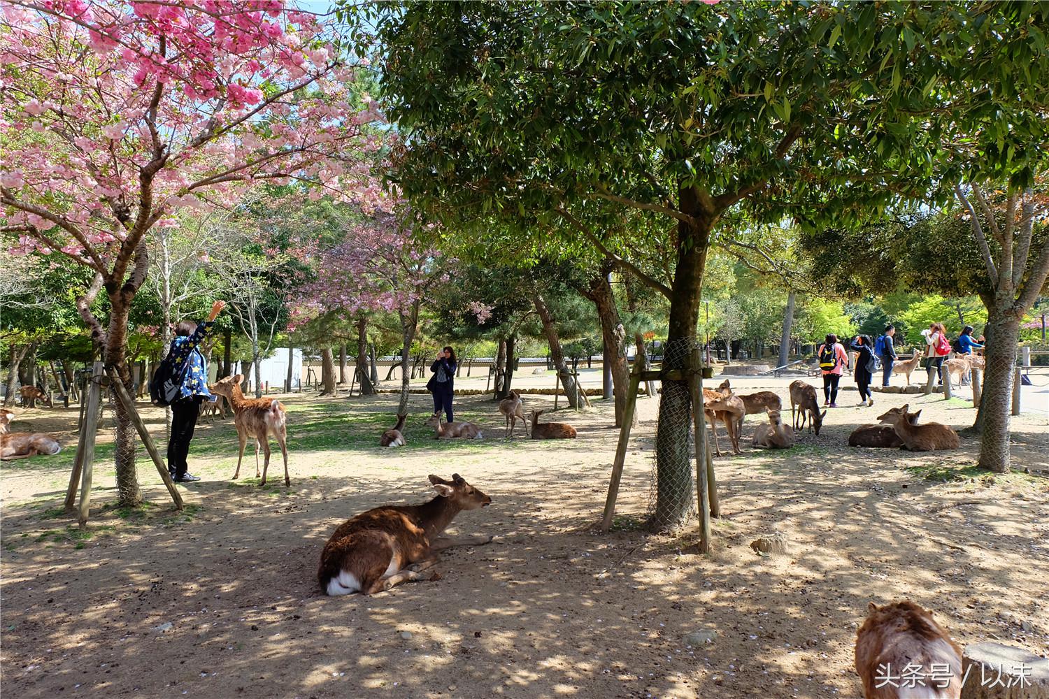 奈良喂小鹿完整版,日本奈良小鹿喂食