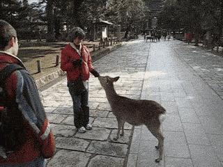 奈良公园喂小鹿视频,日本奈良公园喂小鹿