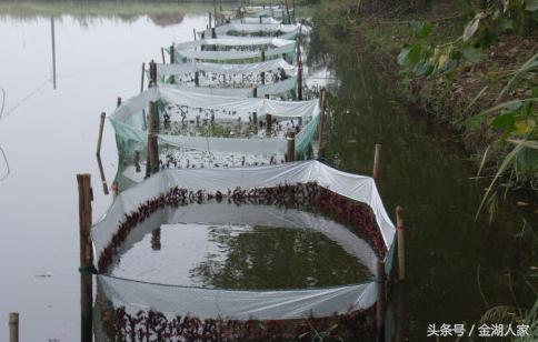 野河网箱养殖龙虾,目前大连海参网箱养殖前景