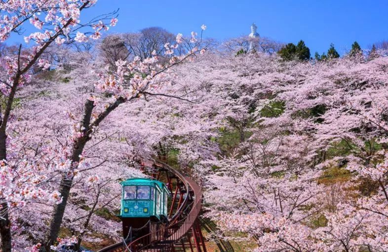 最美樱花季在哪里,南京赏樱大全带你去看最美樱花