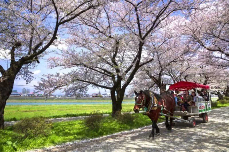 最美樱花季，国内外赏樱攻略在此！好看，好吃，好买！