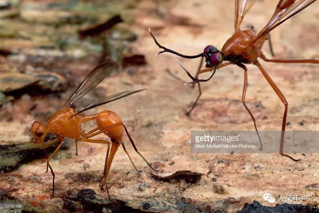 苍蝇的奇葩动作,奇葩宠物苍蝇
