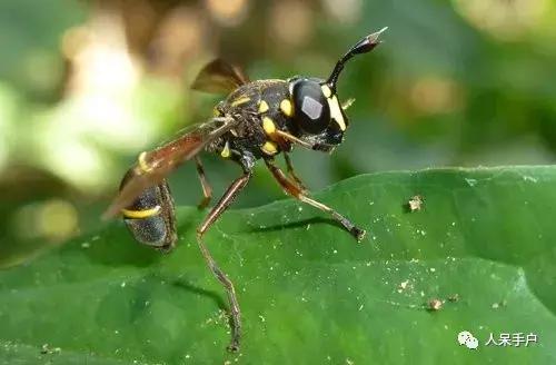 苍蝇的奇葩动作,奇葩宠物苍蝇