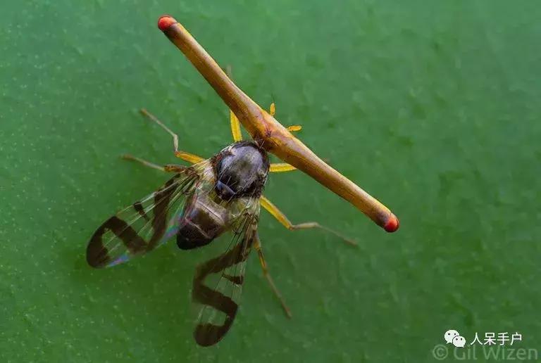 苍蝇的奇葩动作,奇葩宠物苍蝇