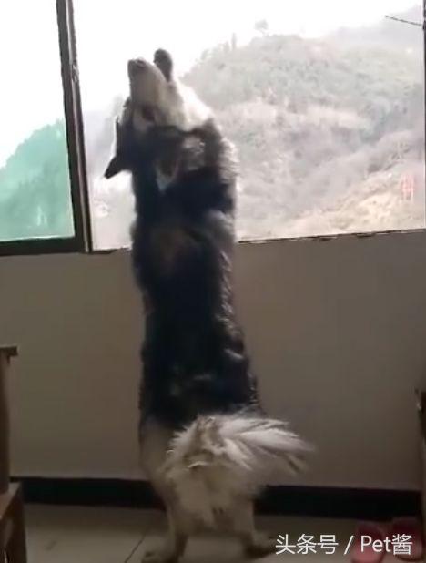 哈士奇对主人发出低吼,哈士奇整天嗷嗷叫