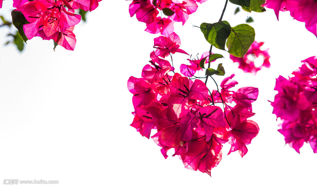 三角梅生蚜虫有什么小妙招,三角梅的蚜虫怎么防治效果好呢