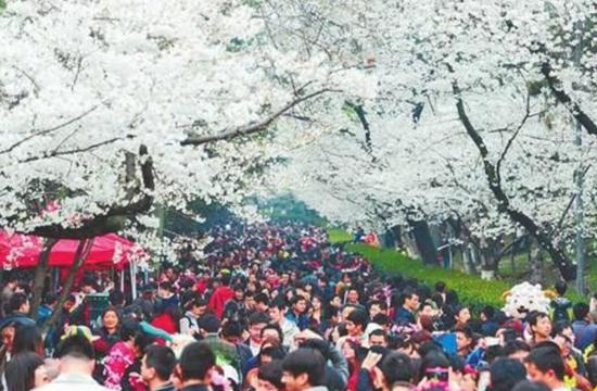 属于中国的世界樱花之都，1万多株樱花藏在这里，完全不比日本差