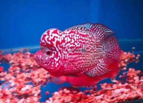 罗汉鱼常见病及治疗方法,罗汉鱼病防治