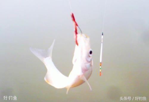 假蚯蚓钓鱼的正确方法,钓鱼挂蚯蚓正确方法