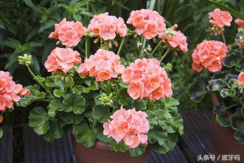 养花土壤板结生活中常用的方法,养花怎么使土壤不板结更肥沃