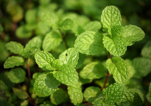 这些维生素丰富的食物多吃真的可以有效保护我们的眼睛