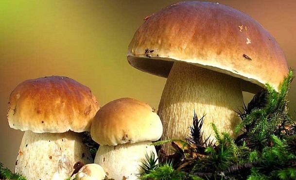 这些维生素丰富的食物多吃真的可以有效保护我们的眼睛