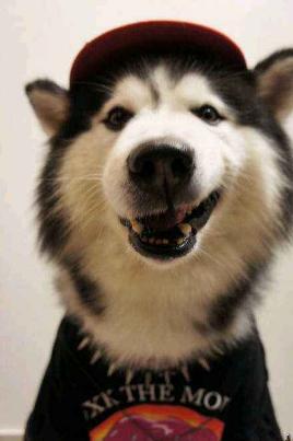 500元一只哈士奇,500块哈士奇