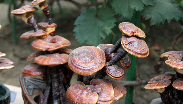 灵芝类保健品市场分析,灵芝厂家批发市场价格表