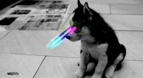 南方的“小强”,能把东北爷们活活吓哭!教你4招拿下它们