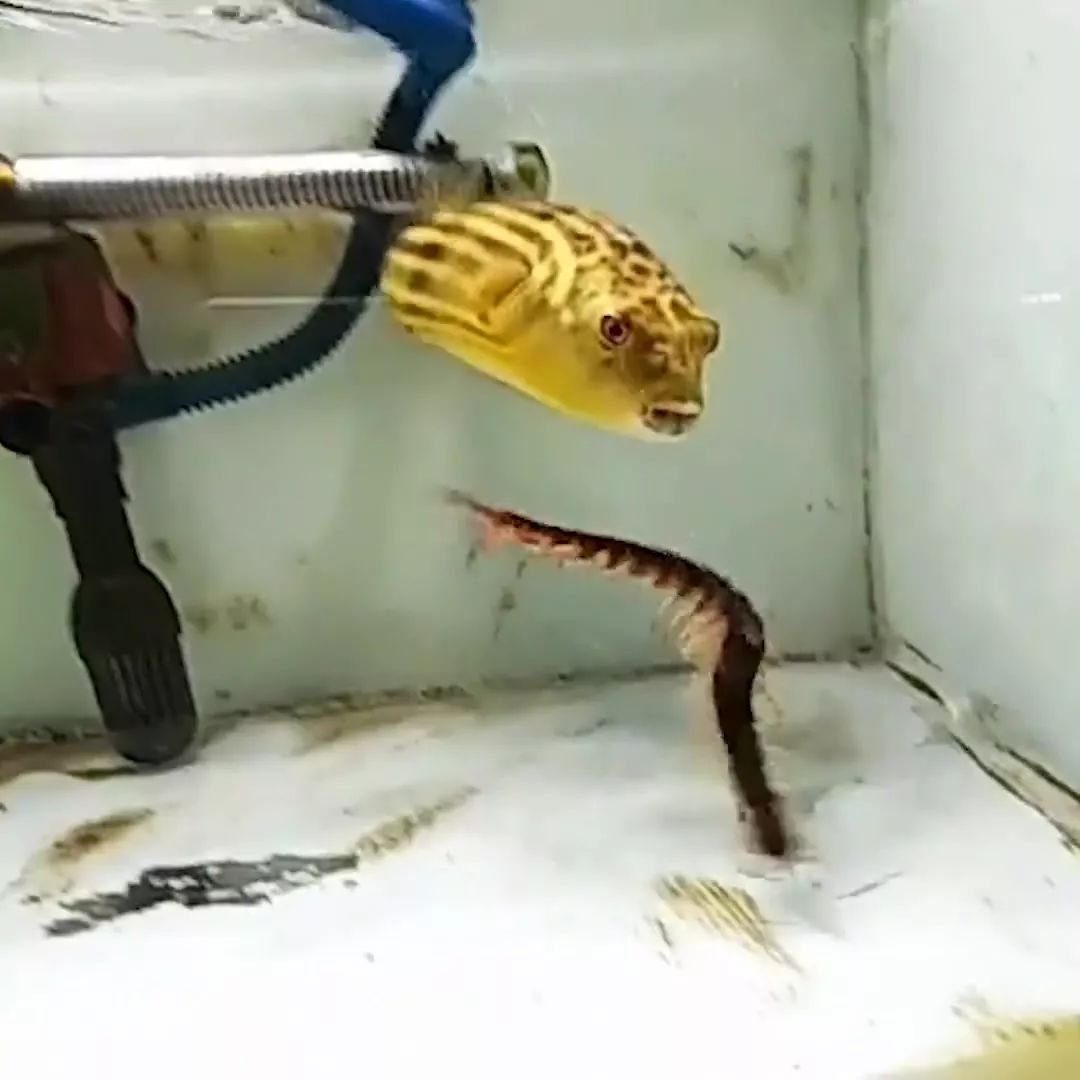 牙好胃口好的鱼，蜈蚣蝎子当零食，啃水蛇像吃面条