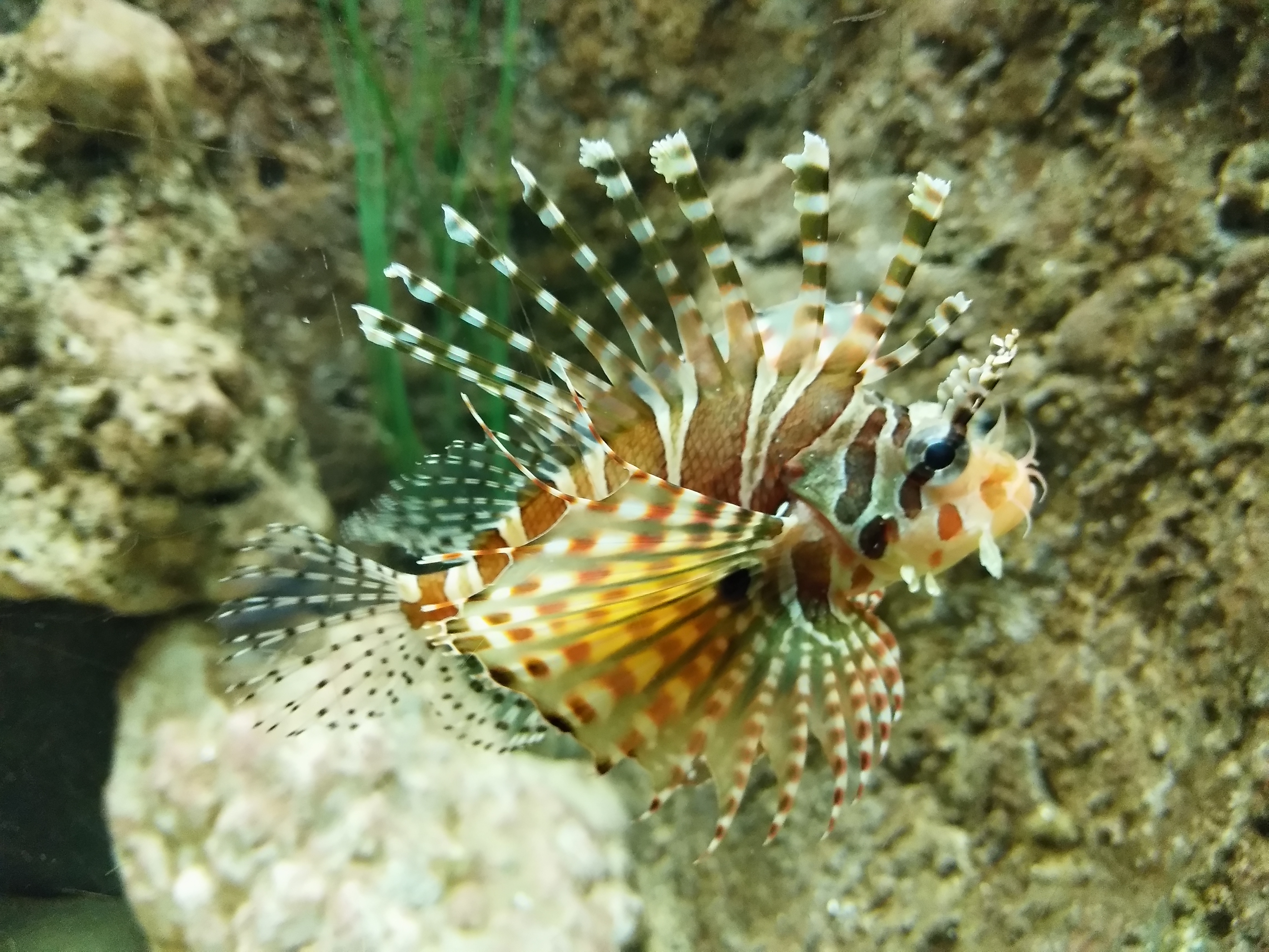 芽庄珍珠岛好玩不,芽庄珍珠岛夜场怎么玩