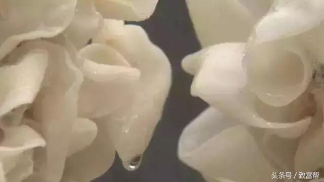 白色木耳和银耳的区别,100元一斤的黑木耳