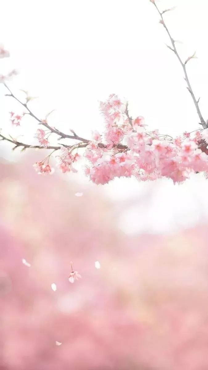 美爆了！下周起，全苏州人都将涌入这片花海...（内附白马涧中奖名单）