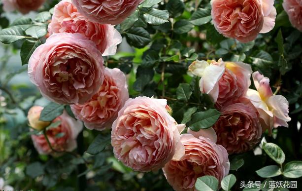 月季不能浇什么水,月季施肥不当怎么处理