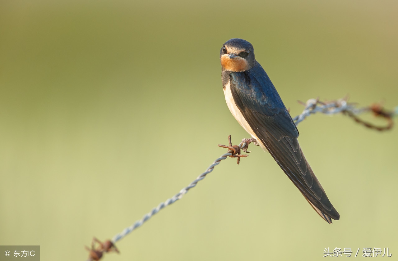 写春燕最美的诗词名句,描写春天燕子的诗句古诗词