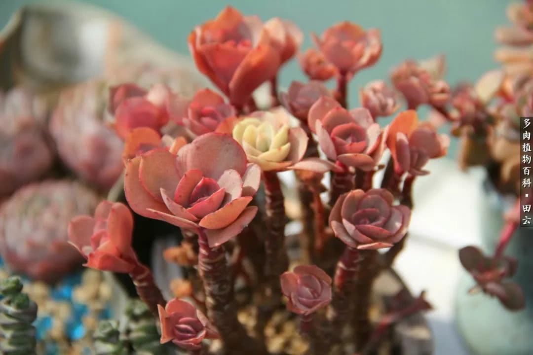 养多肉的精致生活,养多肉的乐趣在于没事瞎折腾