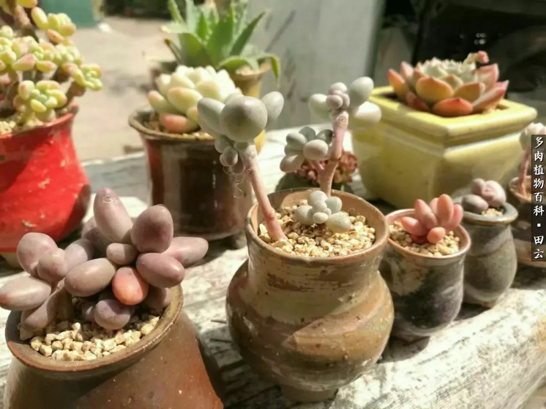 养多肉的精致生活,养多肉的乐趣在于没事瞎折腾