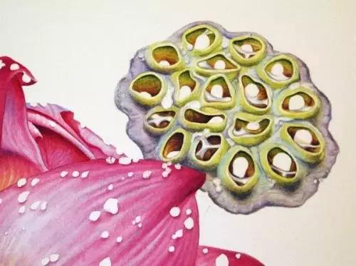 学画荷花和荷叶,荷花怎么画儿童简笔画