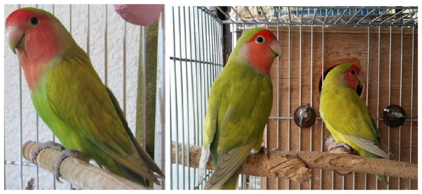 面类牡丹鹦鹉配对基因对照表,牡丹鹦鹉面类详细分类