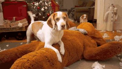 狗窝趣事,农村防寒狗窝