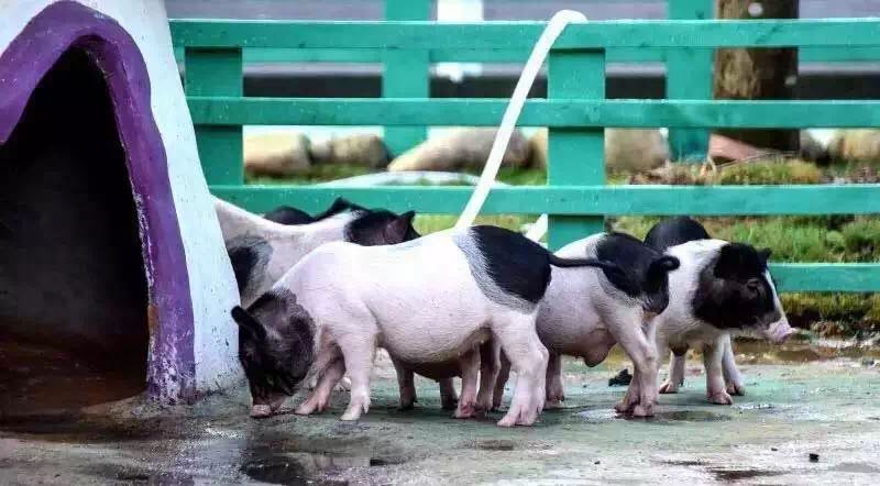 想投食小白虎、赏国际马戏？你有时间，小编有票，周末灵玲走起