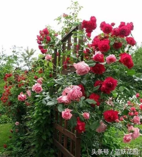 地栽月季怎么浇水,地栽月季浇水的最佳时间