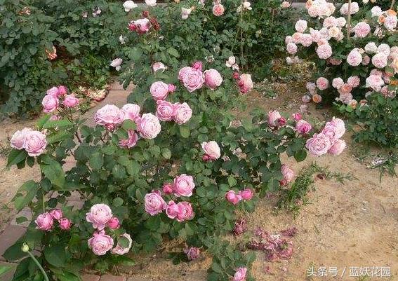 地栽月季怎么浇水,地栽月季浇水的最佳时间