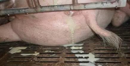 猪场常见疾病及治疗方法,猪场ped治疗方案