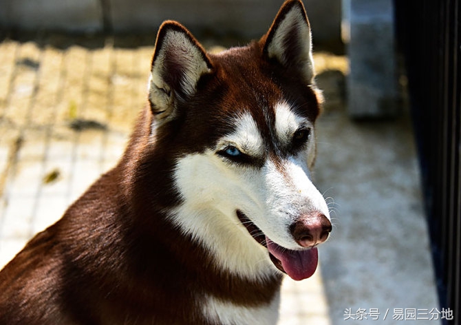 属狗生日图,属狗生日1970