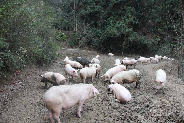 母猪返情的十大原因及解决案例,母猪返情的症状是怎样