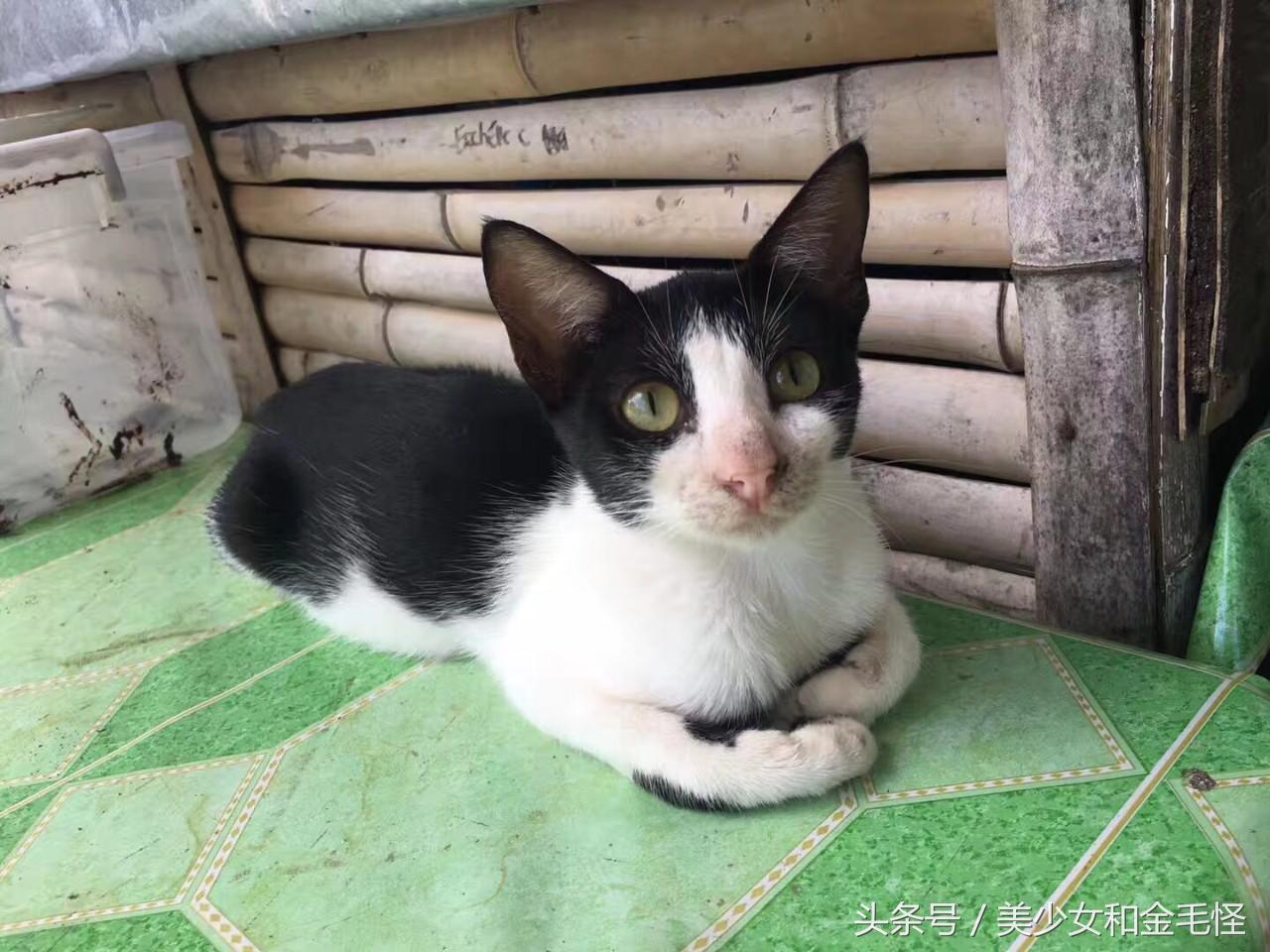 天气冷的猫咪怎么养护好,如何救治冻了的小猫