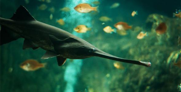 最顶级六种鱼子酱,正宗鱼子酱有哪几种