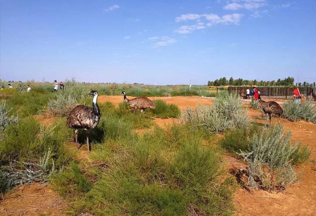 恩格贝｜魂牵梦绕的地方