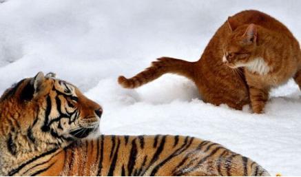 怎么说才能让猫咪听懂你说的话,猫咪对你表示友好时会有什么表现