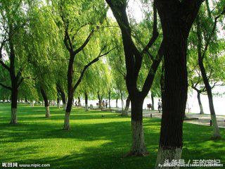 咏柳经典诗词100首,贺知章描述春天柳树的诗句