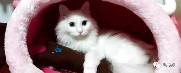 猫最常见的有哪几种品种,世界公认的猫种有哪些名字