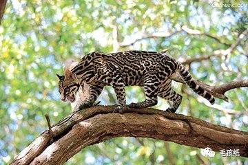 猫最常见的有哪几种品种,世界公认的猫种有哪些名字