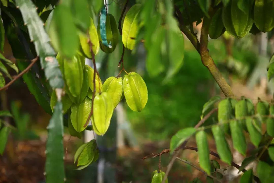 草莓车厘子芒果榴莲菠萝蜜猕猴桃,热带水果芒果榴莲火龙果