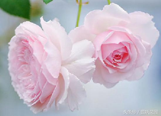 缺少阳光种什么月季,缺少直射光怎么养月季