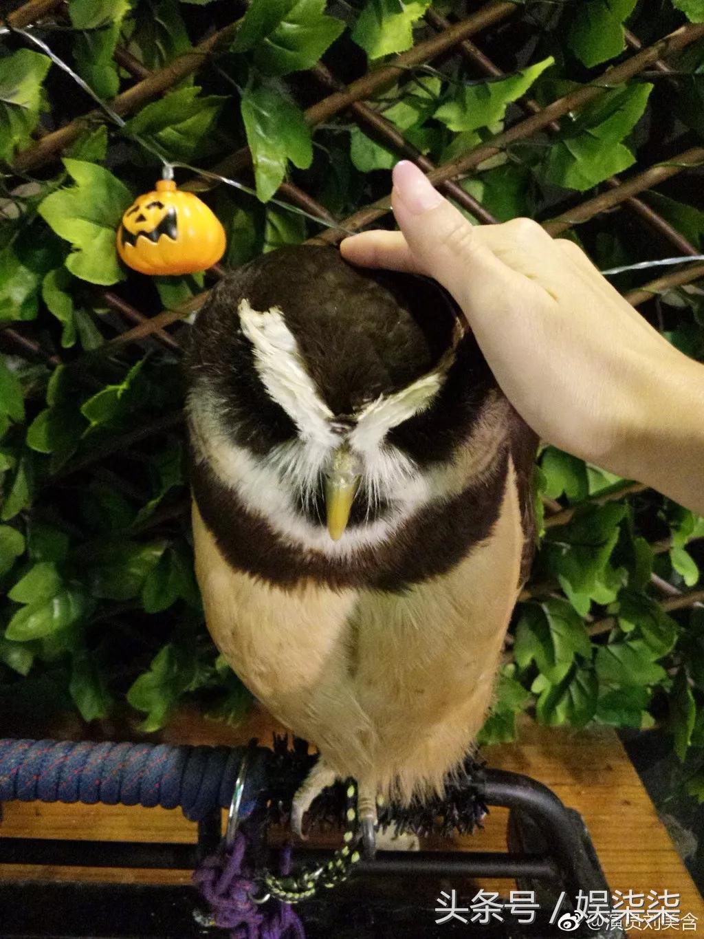 盘点不同版本的巴啦啦小魔仙,还记得当初的巴啦啦小魔仙吗