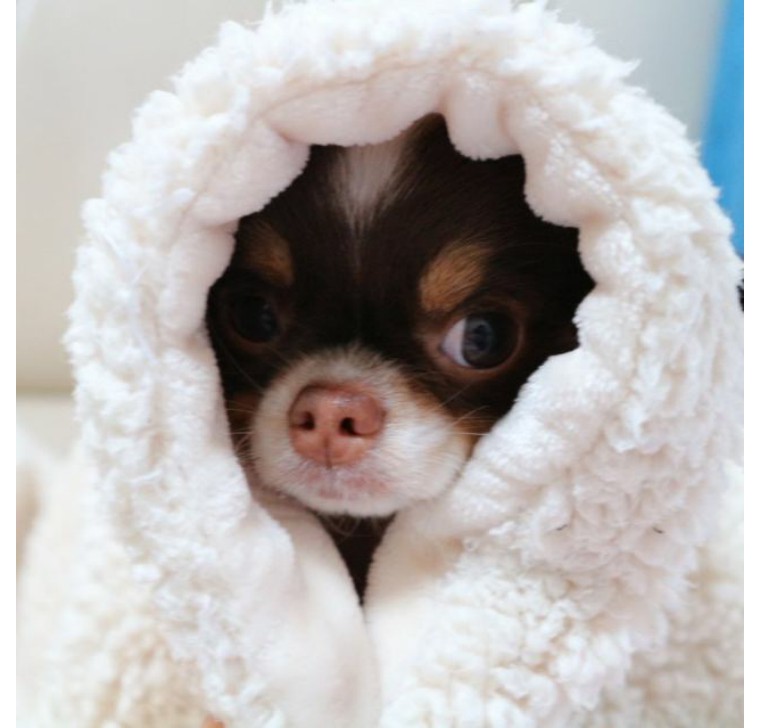 吉娃娃是世界上最小的纯种犬,吉娃娃是最古老的犬种